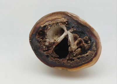 Corne de vache entière – Image 2
