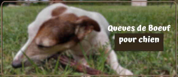 You are currently viewing Queues de Boeuf pour chien