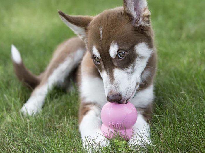 Pâte KONG Easy Treat Puppy