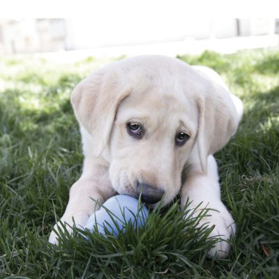 KONG Snacks Puppy – Image 2
