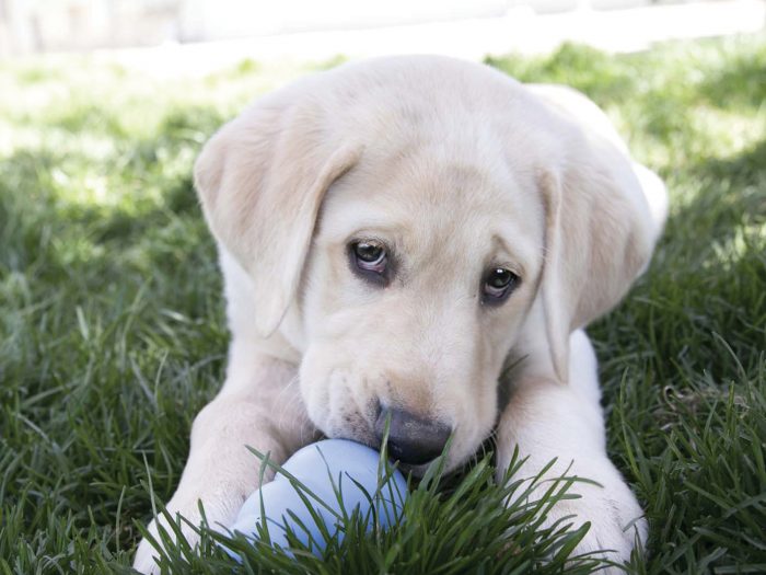 KONG Snacks Puppy