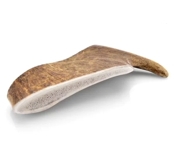 DINO – Bois de daim- Evident