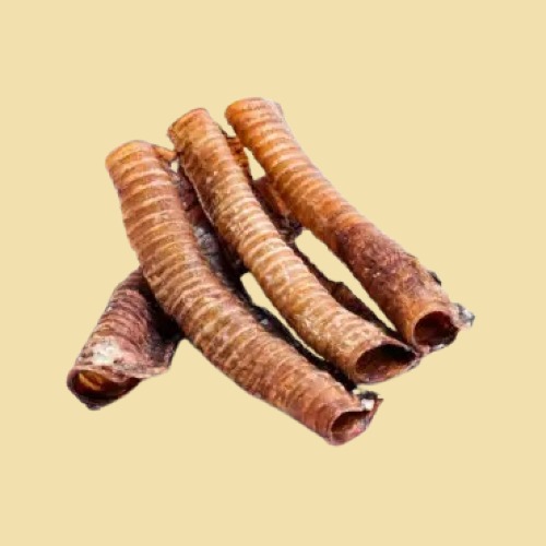 Trachée de Bœuf