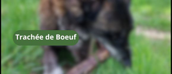 You are currently viewing Trachée de Boeuf