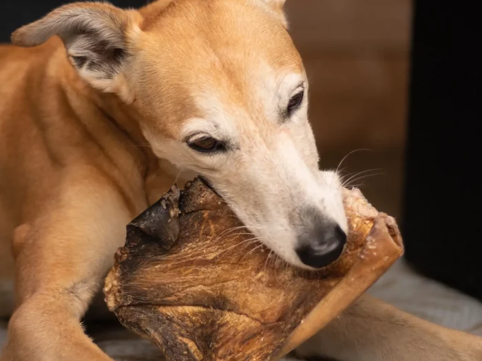 Plaque de bœuf pour chien