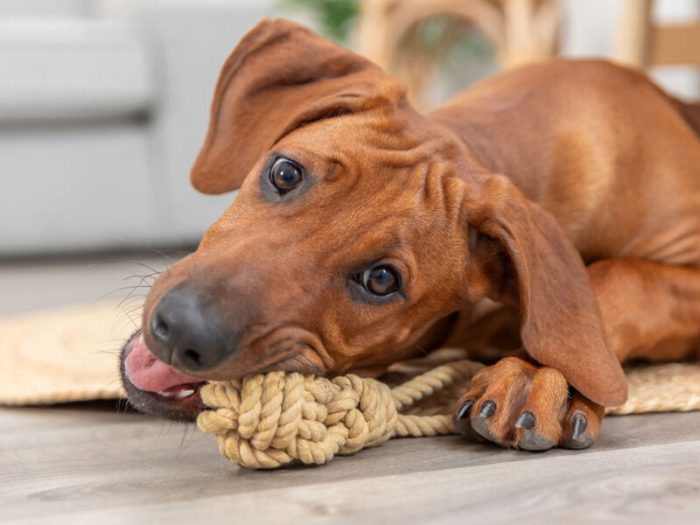 Corde de jeu avec balle tressée