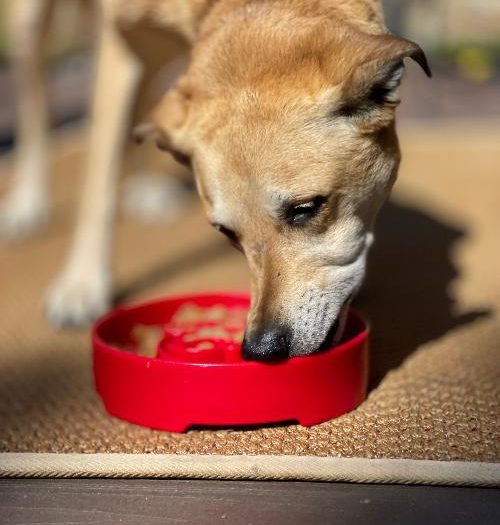 Ebowl Père Noël Sodapup