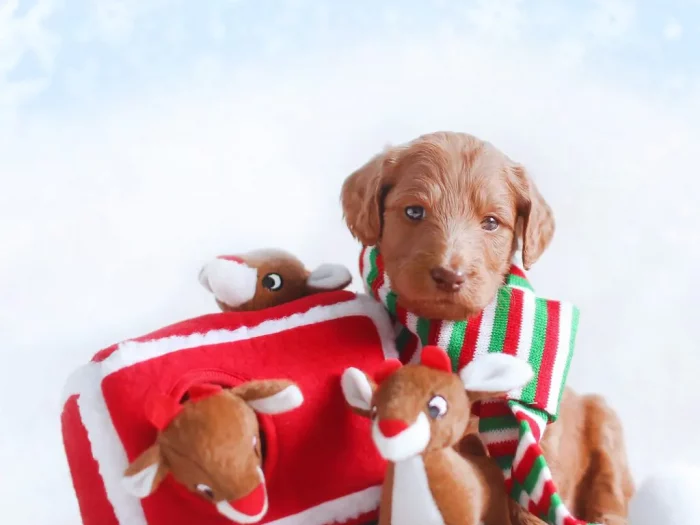 Zippy Burrow ZippyPaws