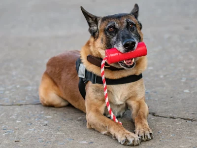 USA K9 Grenade Sodapup – Image 2