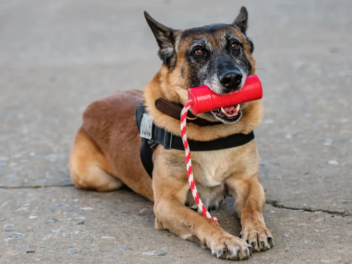 USA K9 Grenade Sodapup