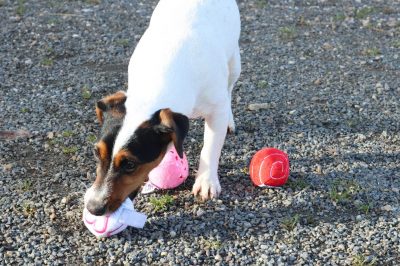 Balles Plush peluche – Image 2