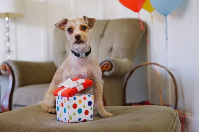 Cadeau surprise Pet Play – Image 3