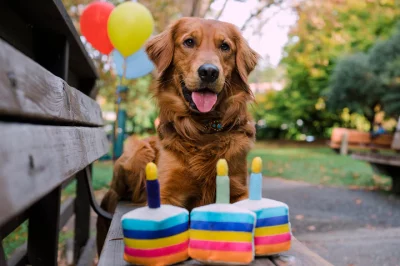 Gâteau d'anniversaire Pet Play – Image 3