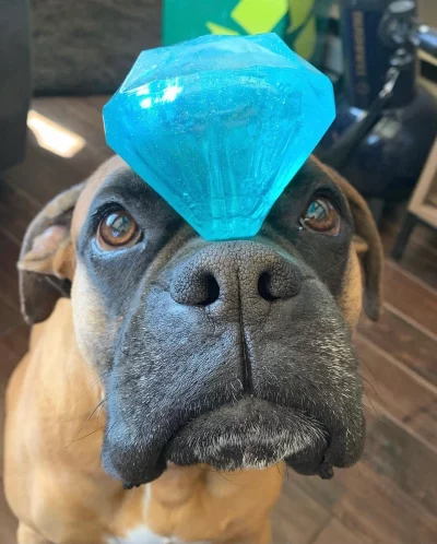 Diamant Spunky Pup – Image 3