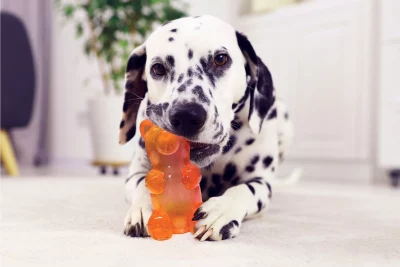 Ours en gélatine - Spunky Pup – Image 3