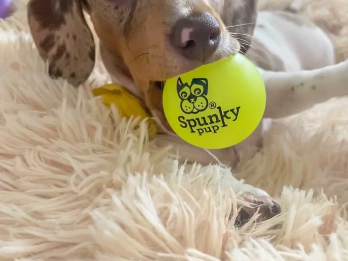 Balle fluorescence spunky pup