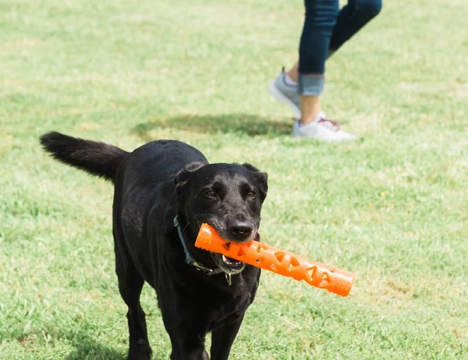 Bâton Chuckit! Air Fetch Stick