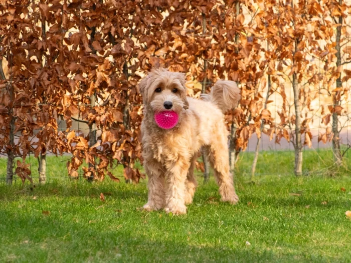 Dog Comets Exoplanet