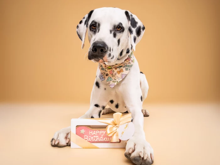 Biscuit Pour Chien “Happy Birthday”