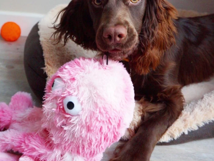 Peluche Poulpe Gor Reef – Mommy