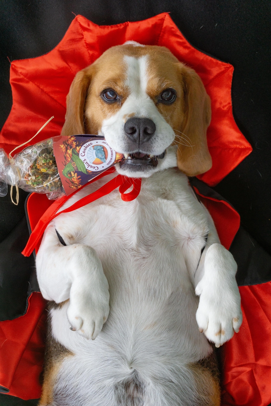 Friandises à la dinde et à la citrouille – Image 3