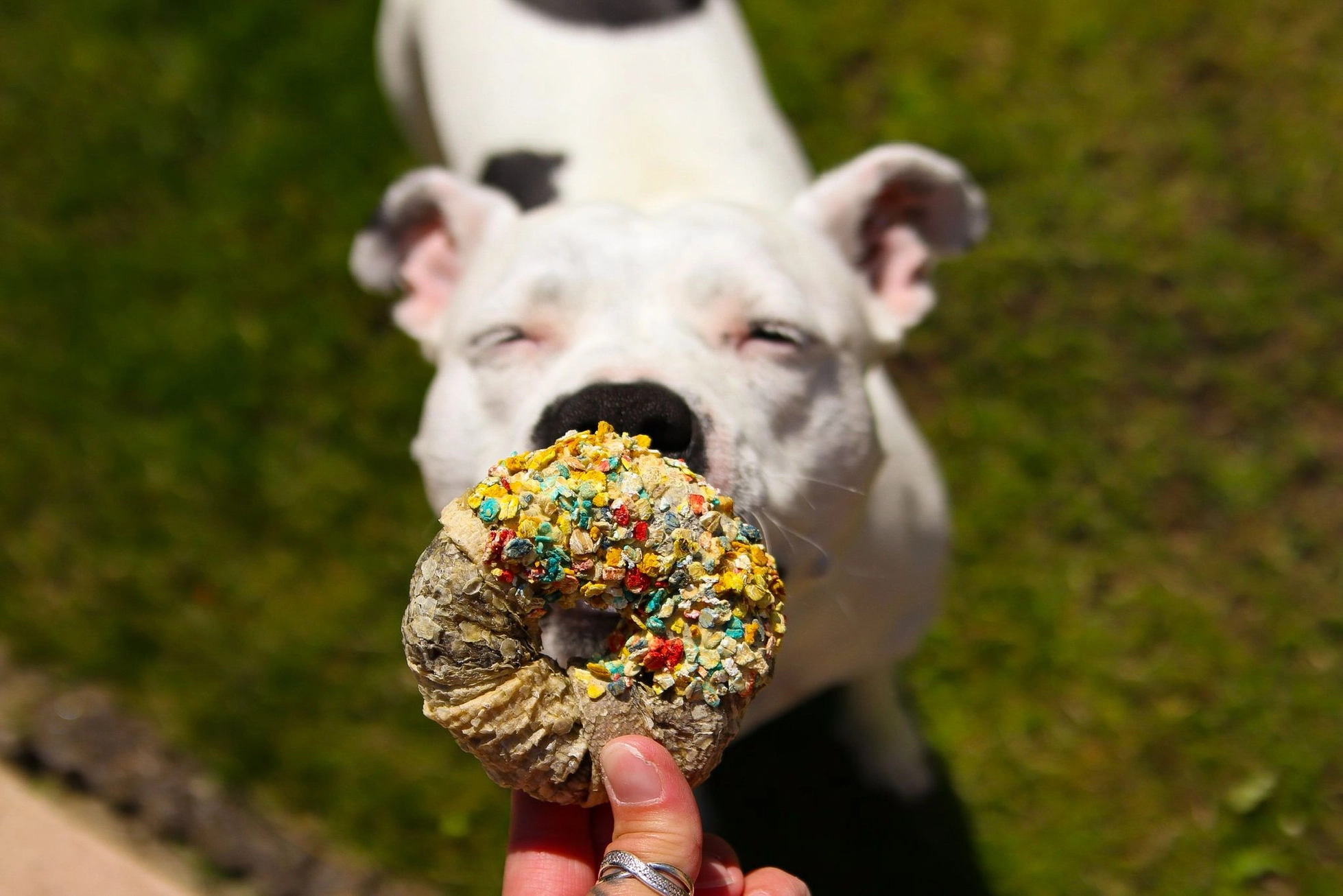 Candy Crush Pack – Image 4