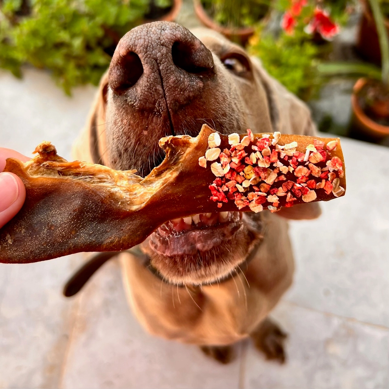 Candy Crush Pack – Image 3