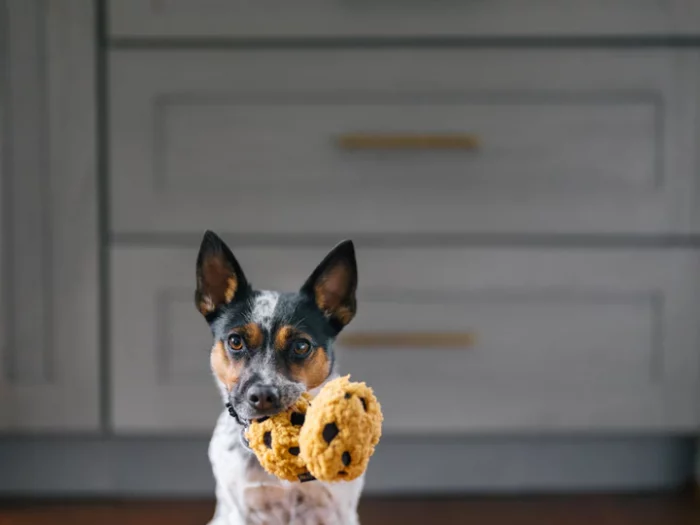 Peluche Cookies P.L.A.Y