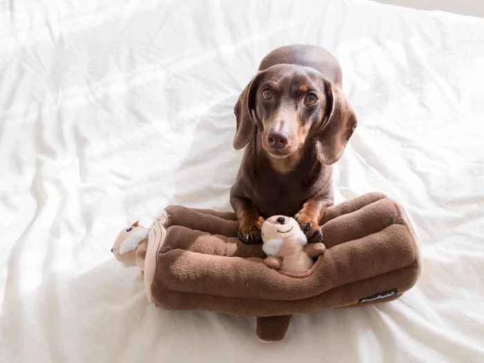 Peluche de flair XXL Bûche et tamias