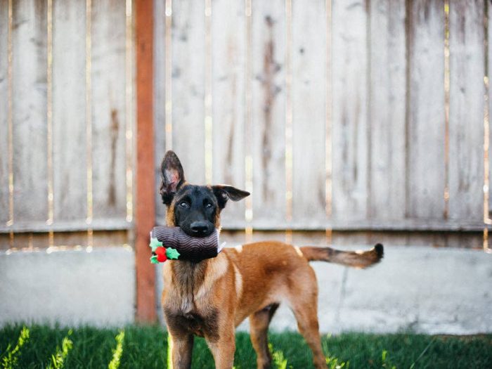 Bûche de Noël Pet play