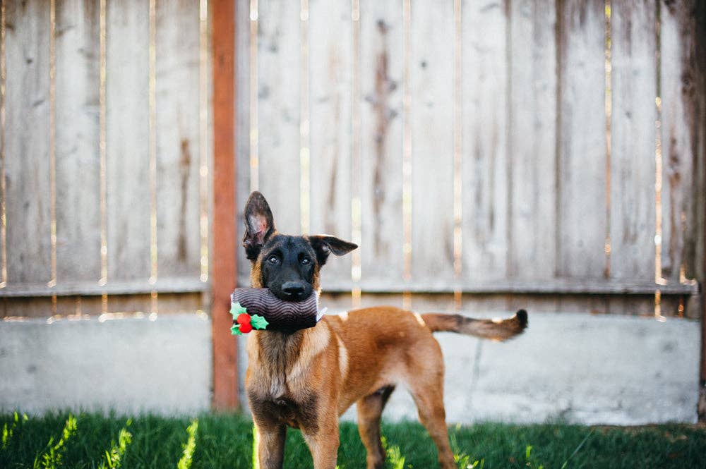 Bûche de Noël Pet play – Image 2