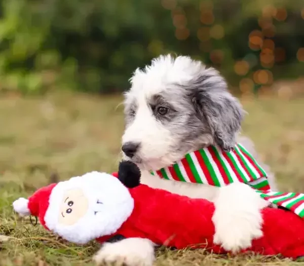 Holiday Jigglerz- Père Noël