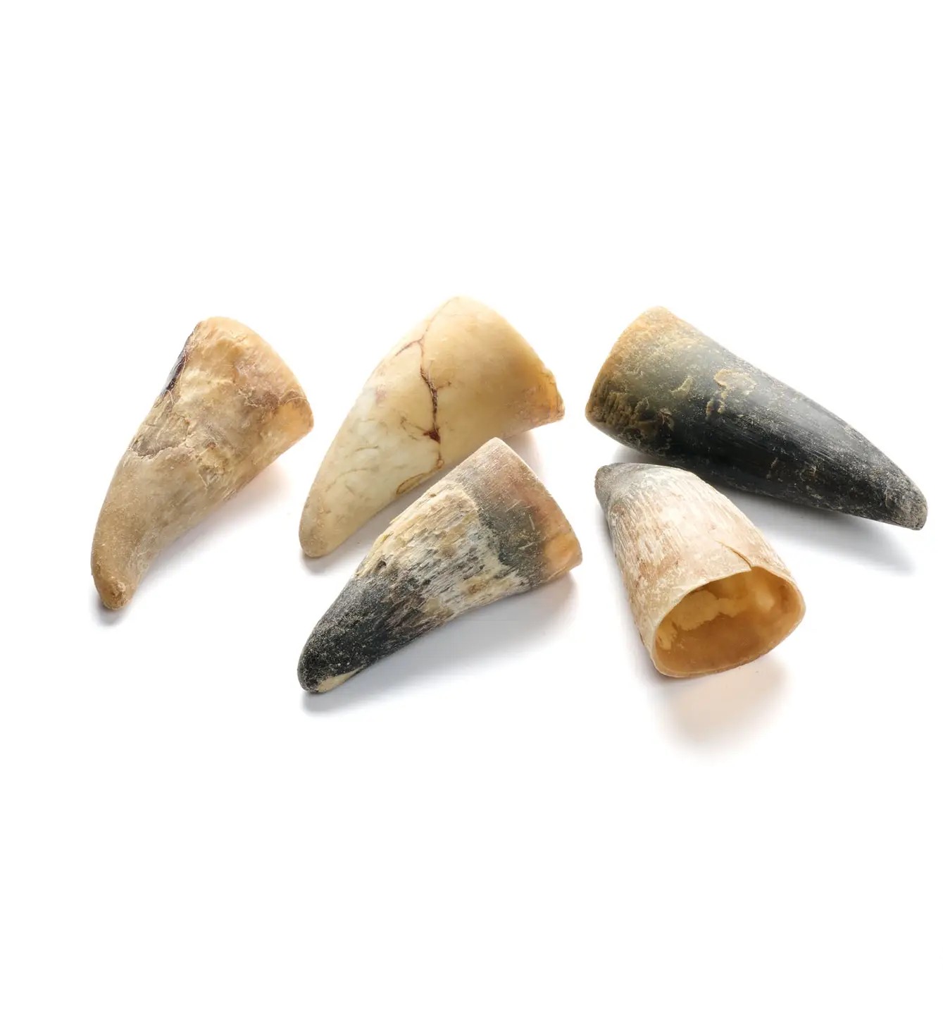 Corne de Boeuf Corne de Boeuf