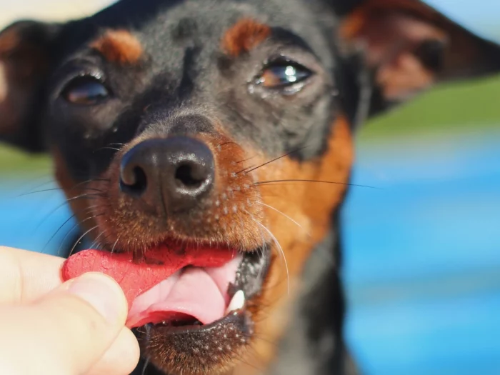 Lisboa Beet – Friandises naturelles